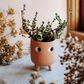 Little Leggy Terracotta Planter mit Pflanze